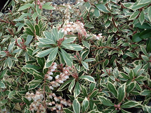 Little Heath Lily Of The Valley Shrub Pieris Japonica Andromeda 2 5 Pot Hirt S Gardens