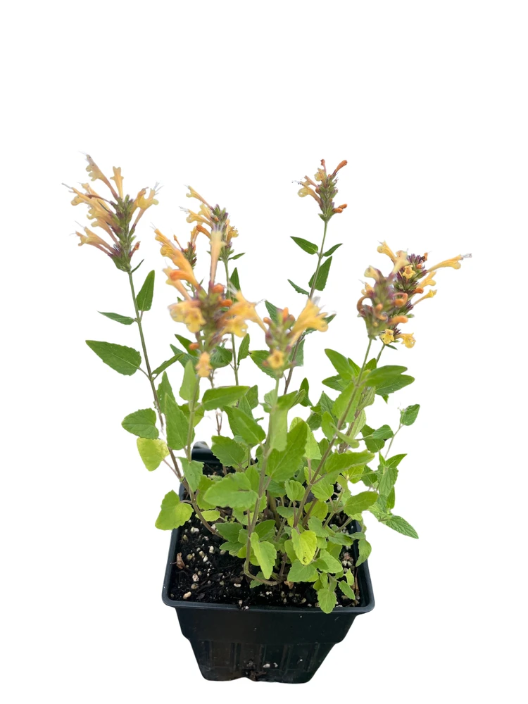 Gold Kudos Hummingbird Mint - Agastache - Anise Hyssop - Live Plant - Quart Pot
