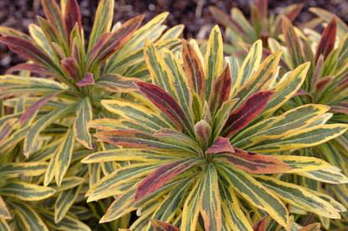 Ascot Rainbow Spurge - Euphorbia -Loves the Sun or Shade - Quart Pot