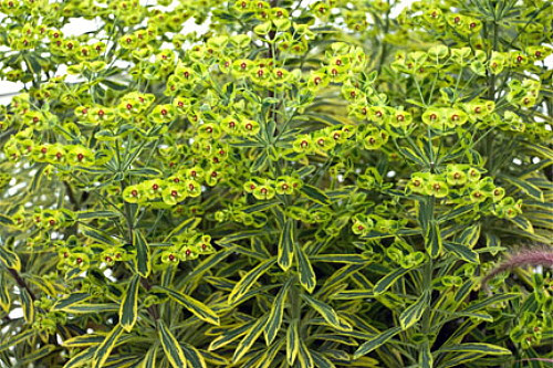 Ascot Rainbow Spurge - Euphorbia -Loves the Sun or Shade - Quart Pot
