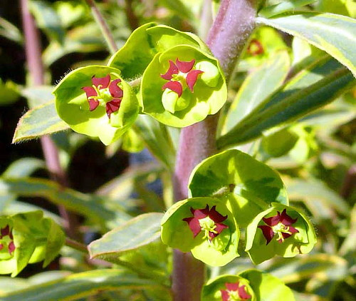 Ascot Rainbow Spurge - Euphorbia -Loves the Sun or Shade - Quart Pot