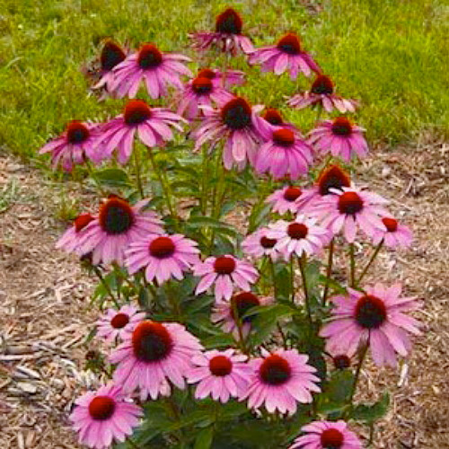 Prairie Splendor Coneflower - Echinacea - Quart Pot