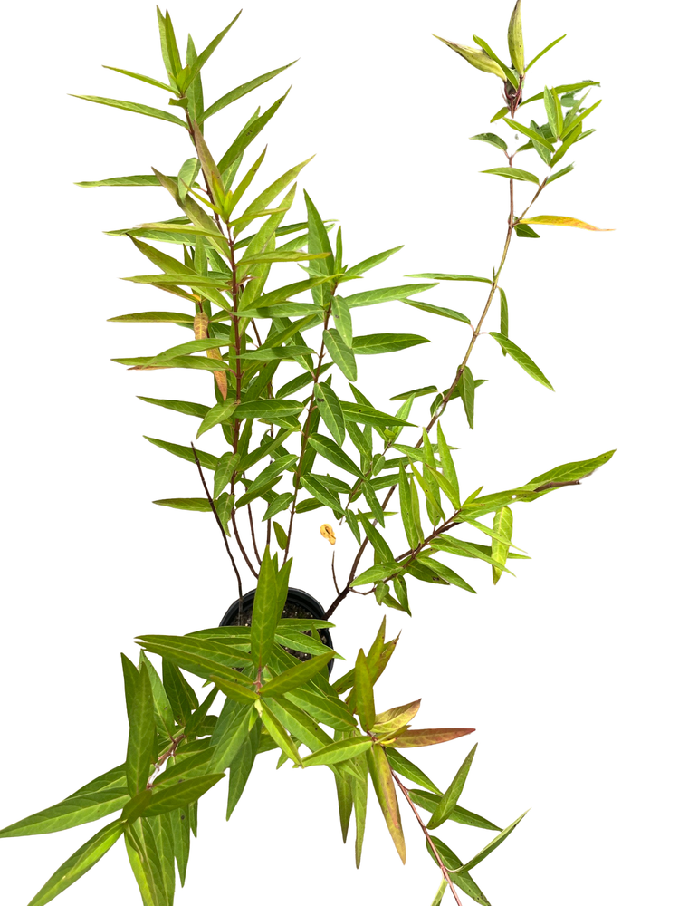 Cinderella  Butterfly Flower Perennial - Asclepias - Live Plant - Gallon Pot