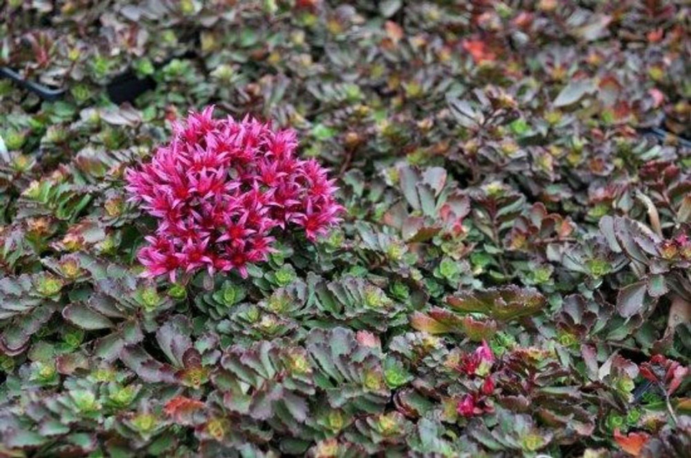 Dragon's Blood Sedum - Stonecrop - Loves the Sun - Live Plant - Quart Pot