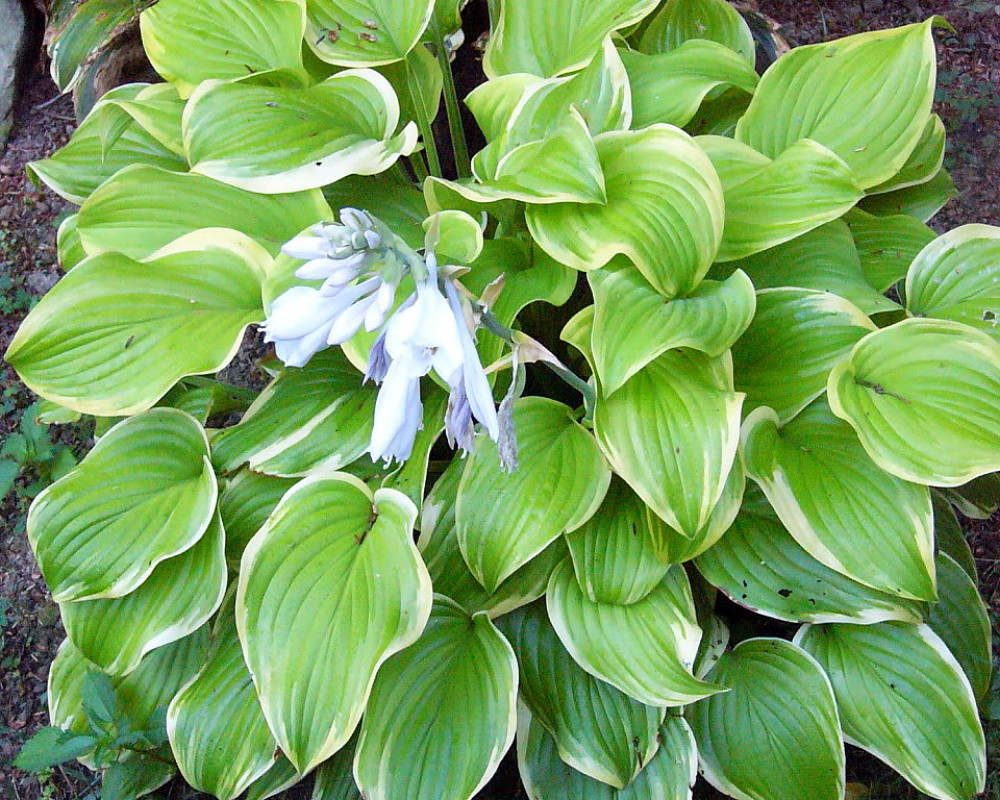 Fragrant Bouquet Hosta - Extremely Fragrant Near White Flowers - Quart Pot