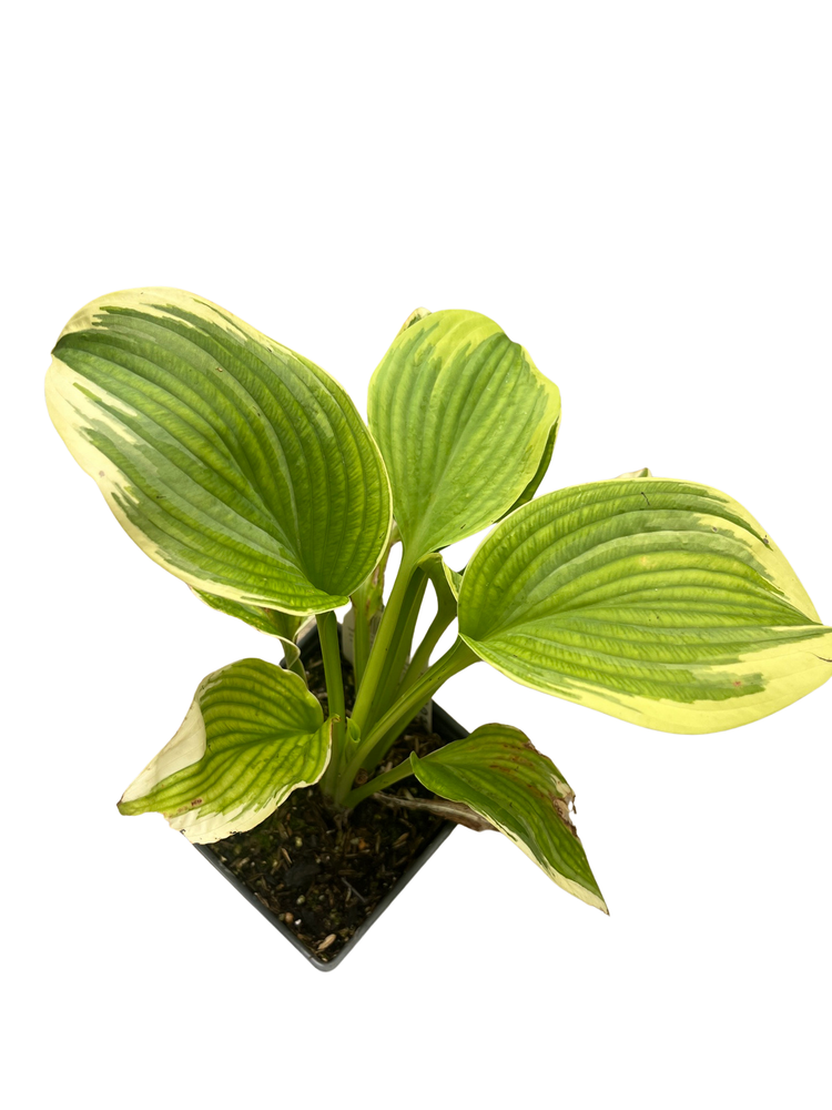 Robert Frost Hosta - Live Plant Quart Pot