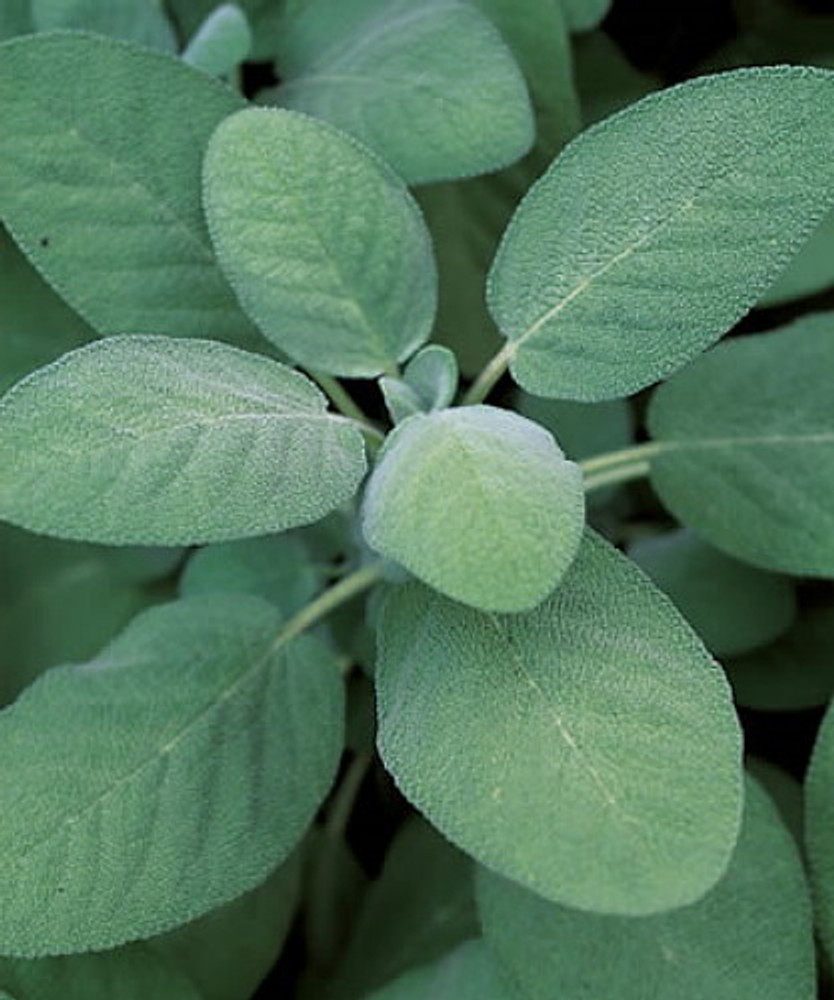 Berggarten Sage - Salvia officinalis - Hardy Perennial - Live Plant -3" Pot
