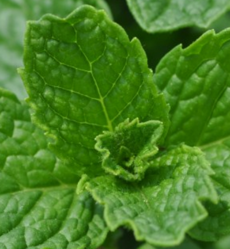 Kentucky Colonel Spearmint - Indoors/Out - Live Plant -3" Pot