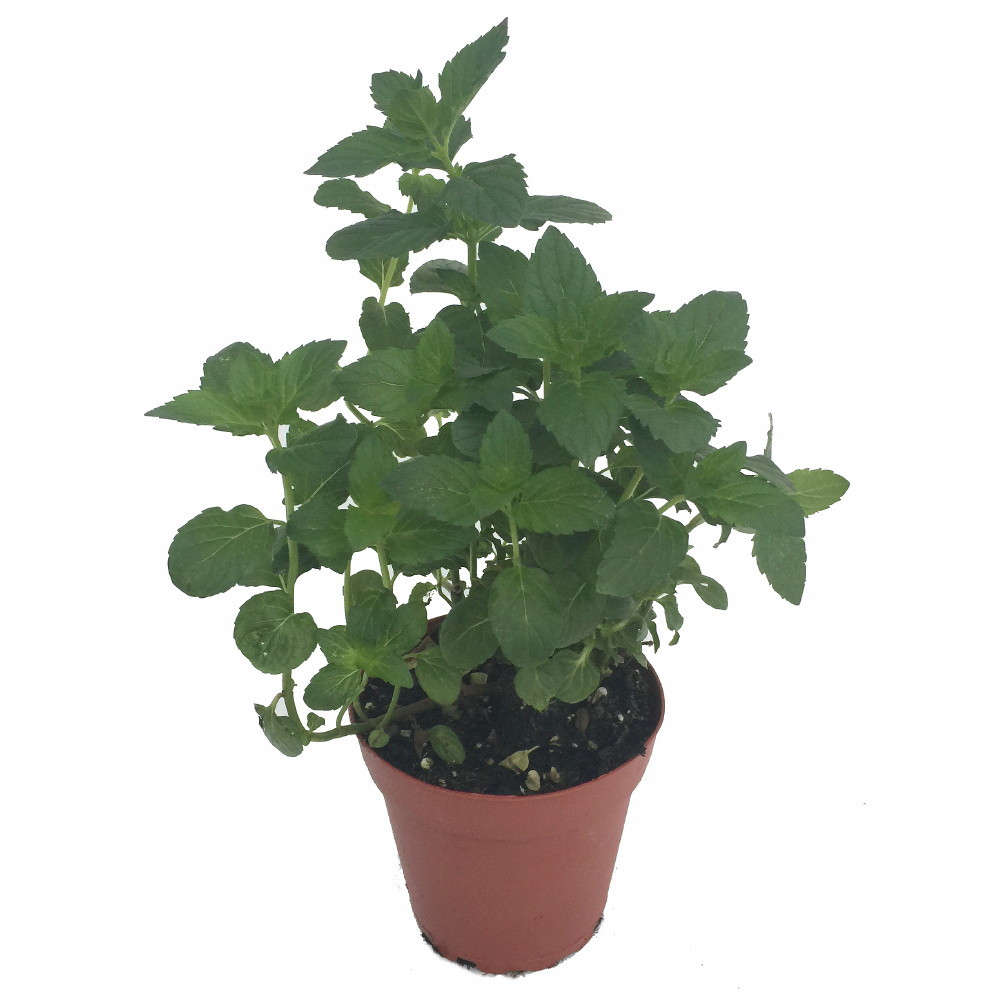 Kentucky Colonel Spearmint - Indoors/Out - Live Plant -3" Pot