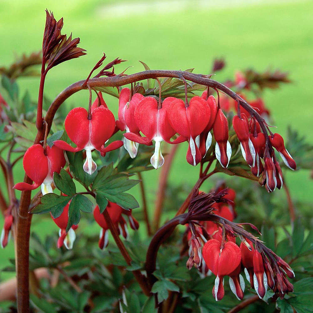 Valentine Bleeding Heart - Dicentra spectabilis - Perennial - Gallon Pot