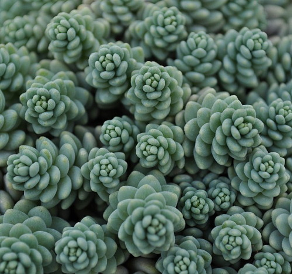 Himalayan Skies Sedum - Stonecrop - Fairy Garden - Live Plant - Quart Pot