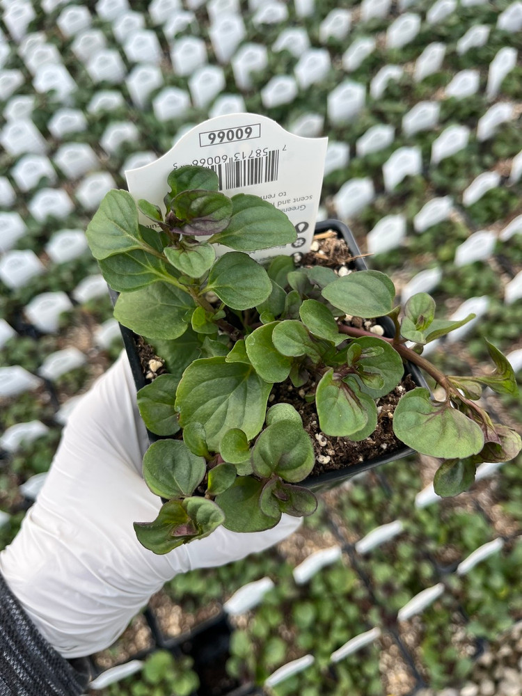 Lime Mint - Mint Sauces, Fruit Salads, Punches - Live Plant -  3" Pot