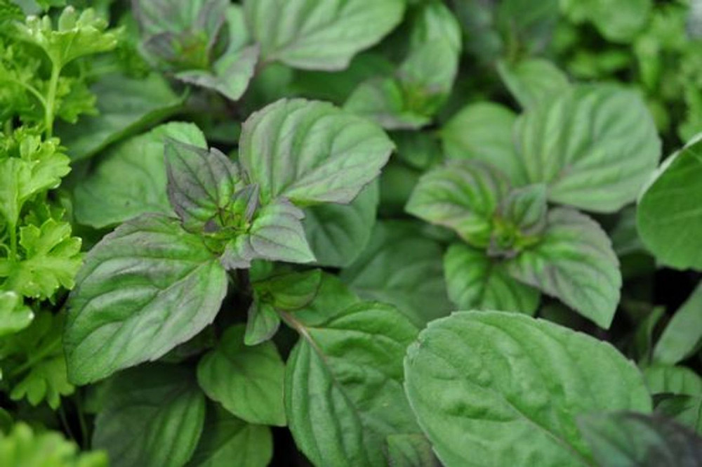 Lime Mint - Mint Sauces, Fruit Salads, Punches - Live Plant -  3" Pot