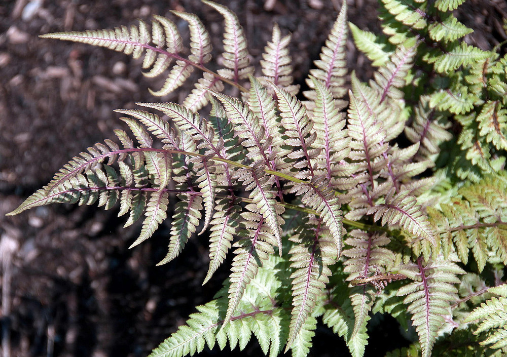 Red Beauty Hardy Fern - Athyrium niponicum - Shade - Live Plant - Gallon Pot