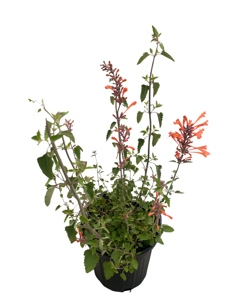 Mandarin Kudos Hummingbird Mint - Agastache - Anise Hyssop - Hardy -Gallon Pot