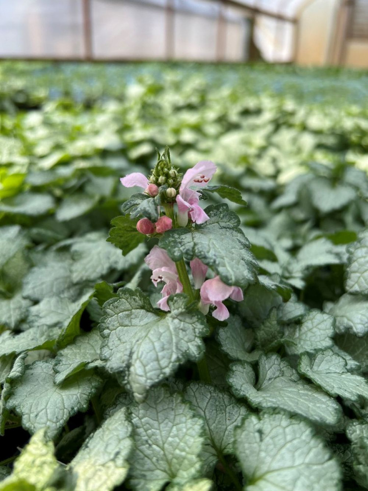 Pink Pewter Lamium - Creeping Lamium - Very Hardy/Shade - Quart Pot