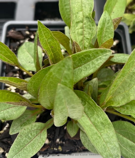 Cheyenne Spirit Coneflower Plant - Echinacea - Quart Pot