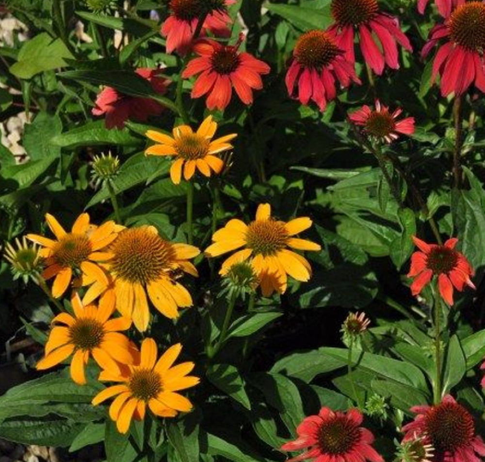 Cheyenne Spirit Coneflower Plant - Echinacea - Quart Pot