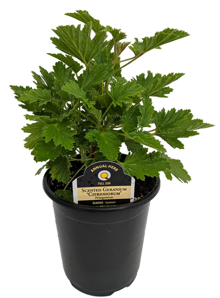 Citronella Mosquito Live Plant - Pelargonium citriodorum - Quart Pot