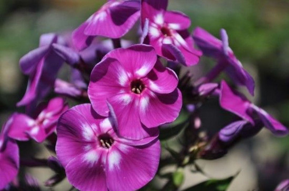 Laura Phlox Perennial - Purple Blooms - Live Plant - Quart Pot