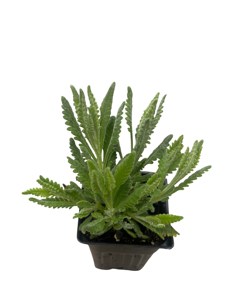 Goodwin Creek Grey Lavender - Live Plant - Good Scents - 3" Pot