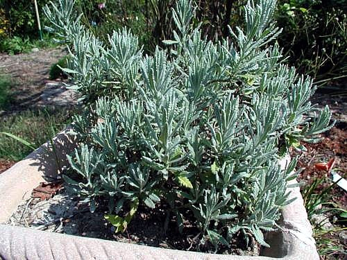 Goodwin Creek Grey Lavender - Live Plant - Good Scents - 3" Pot