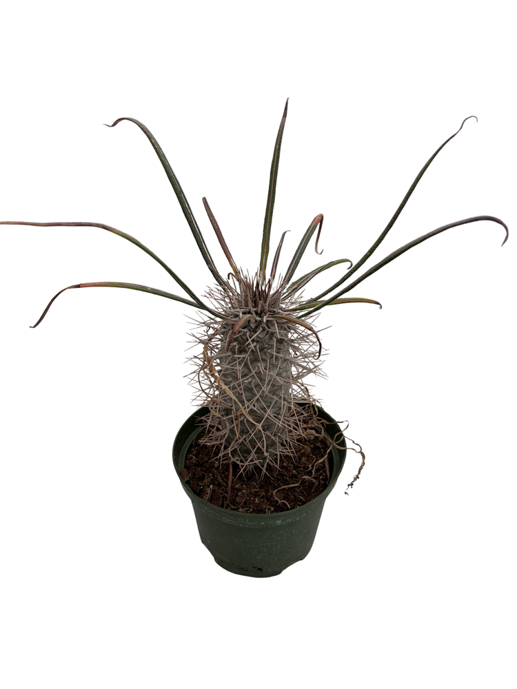 Madagascar Palm - Pachypodium Lamerei - Exotic & Easy! - 6" Pot