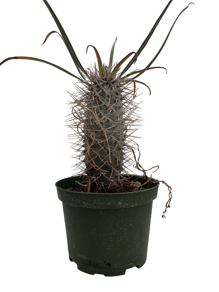 Madagascar Palm - Pachypodium Lamerei - Exotic & Easy! - 6" Pot
