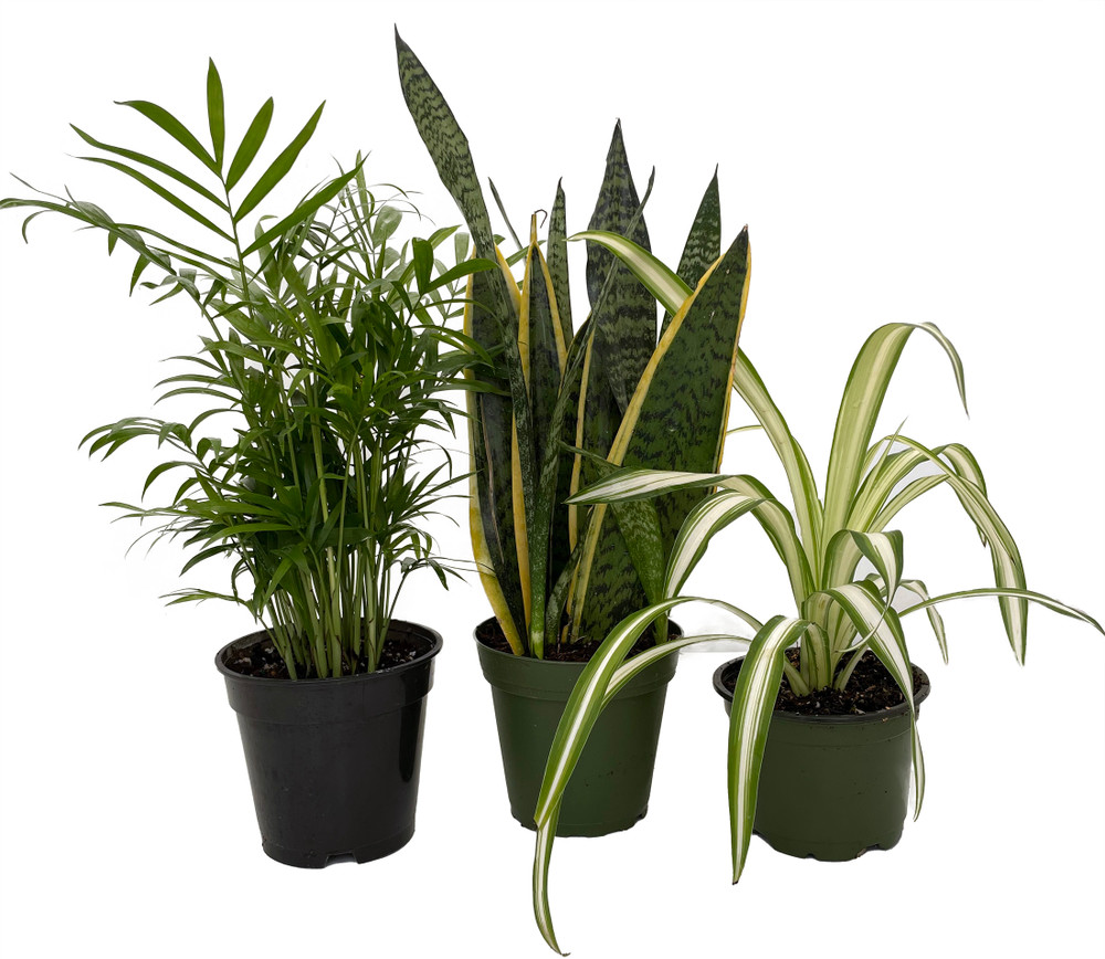 Hirt's House Plant Collection - Parlor Palm, Spider Plant, Snake Plant - 4" Pots