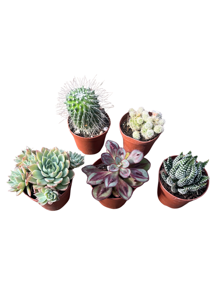 Instant Cactus/Succulent Collection - 5 Plants -Terrarium/Fairy Garden- 2" pots