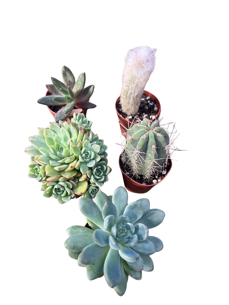 Instant Cactus/Succulent Collection - 5 Plants -Terrarium/Fairy Garden- 2" pots