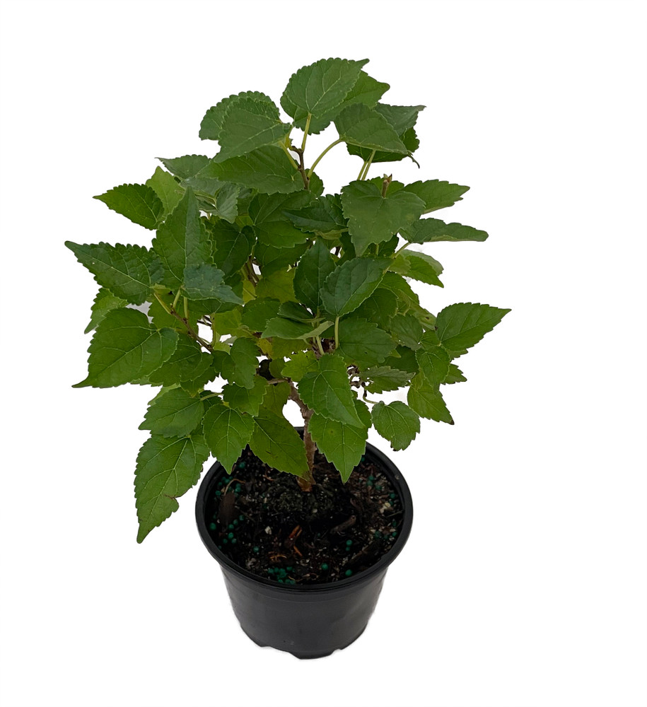 Dwarf Everbearing Mulberry Plant - Morus nigra - Sweet Fruit - 4" Pot