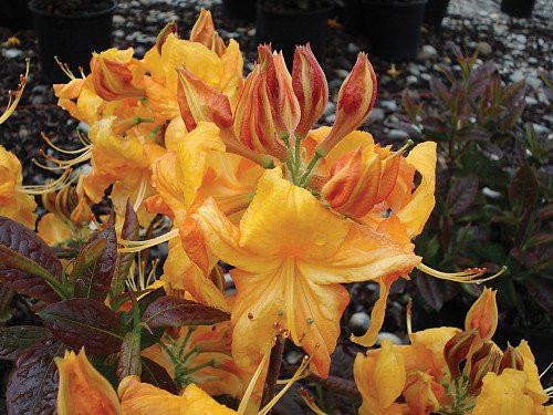 Deciduous Exbury Azalea Klondyke - Very Hardy - 4
