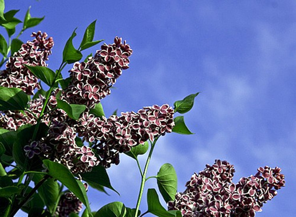 Syringa Lilacs - Full Quart Potted Plants — Pacific Royal