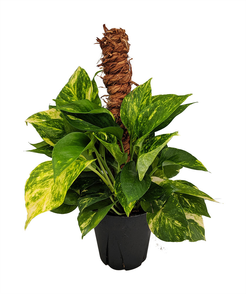 Golden Devil's Ivy - Pothos - Epipremnum - 6" Pot/Totem - Easy House Plant