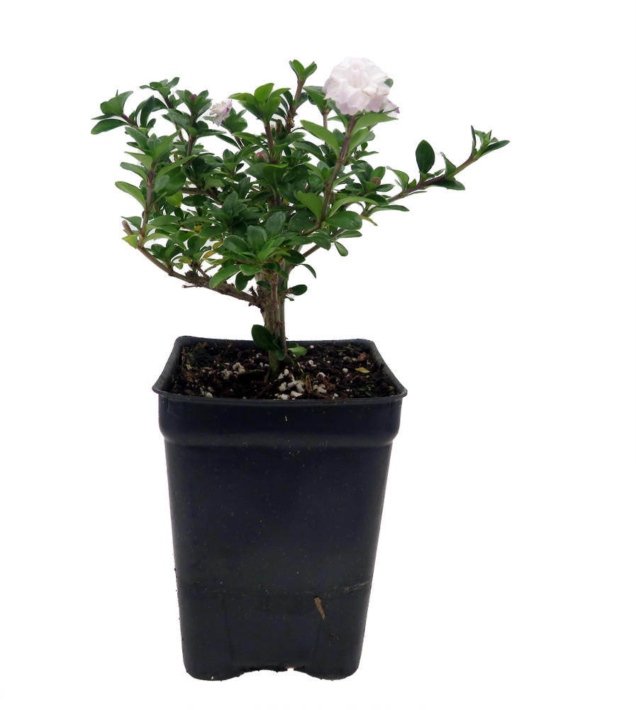 Double White Serissa Tree - 2.5" Pot - House Plant/ Fairy Garden Plant/ Bonsai