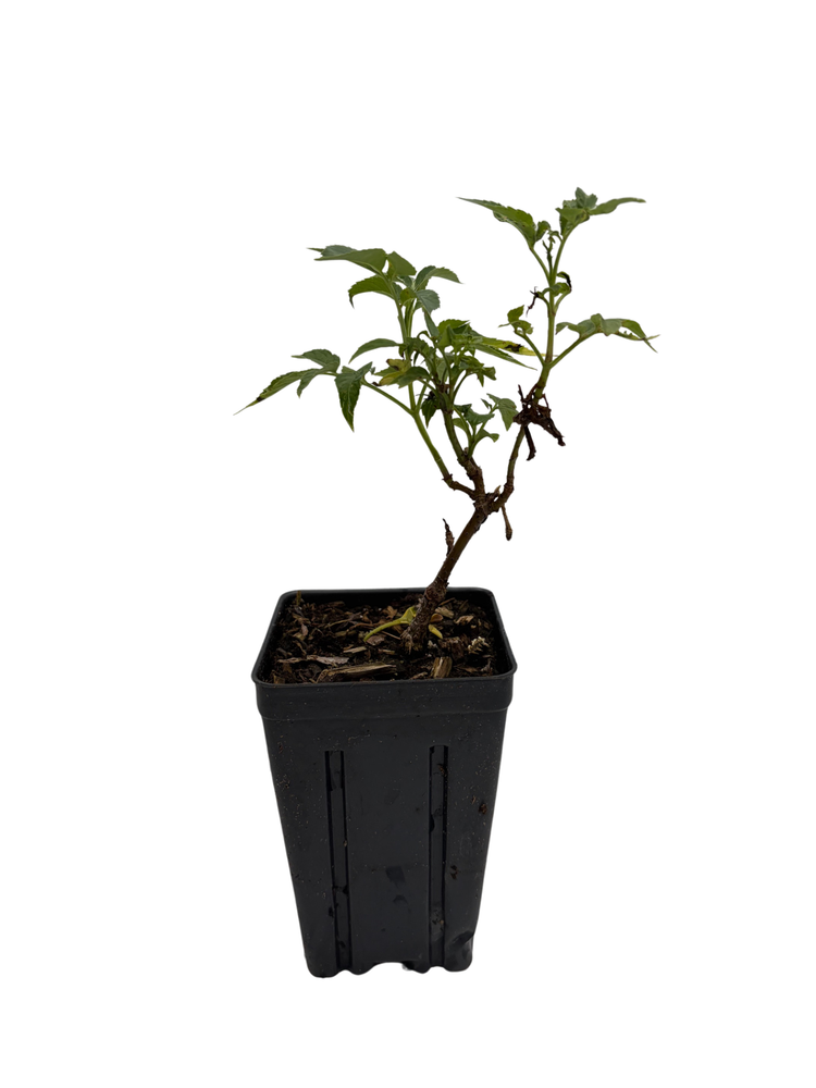 Adams Elderberry Perennial Shrub - Sambucus - 3.25" Pot