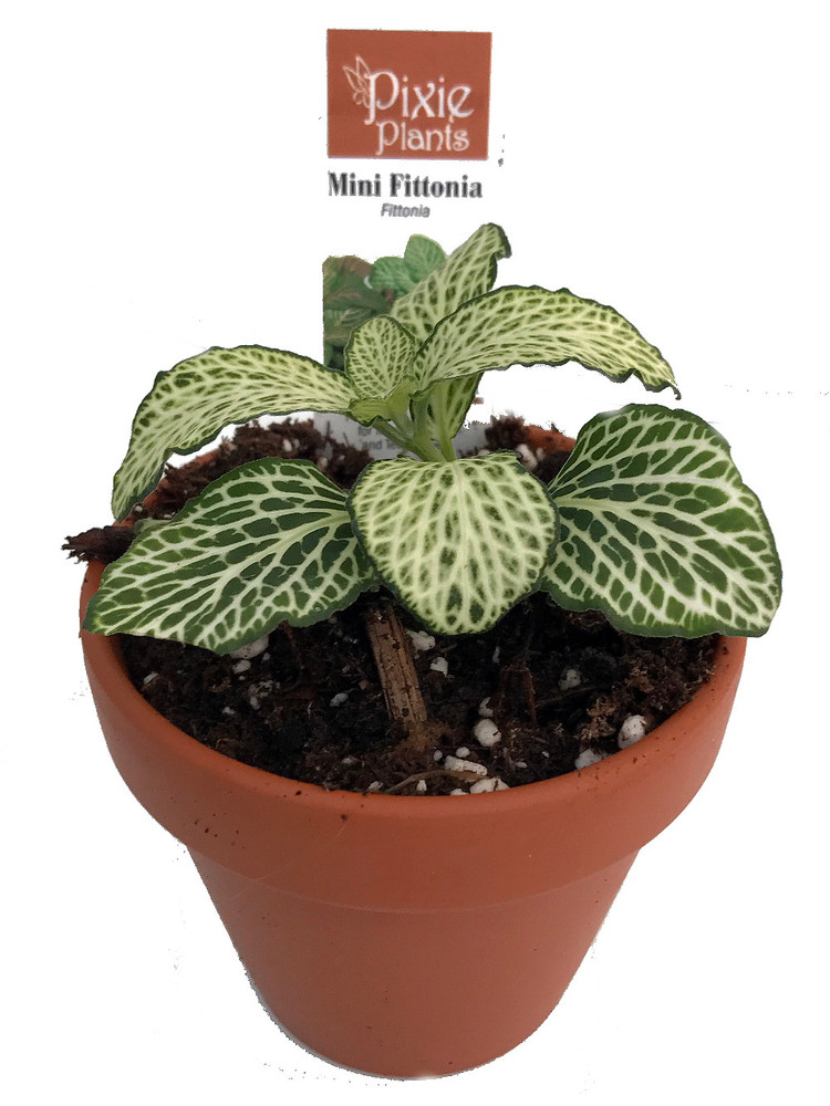 Silver Nerve Plant - Fittonia - Terrarium/Fairy Garden/House Plant - 3" Clay Pot