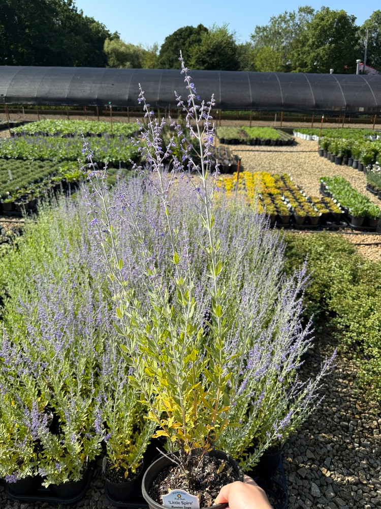 Little Spire Russian Sage Live Plant - Perovskia - Live Plant - Gallon Pot Little Spire Russian Sage Live Plant - Perovskia - Live Plant - Gallon Pot