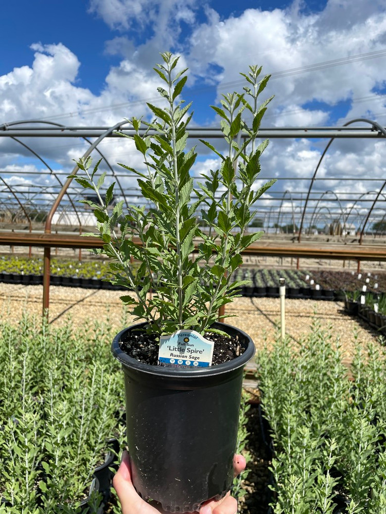 Little Spire Russian Sage Live Plant - Perovskia - Live Plant - Gallon Pot Little Spire Russian Sage Live Plant - Perovskia - Live Plant - Gallon Pot