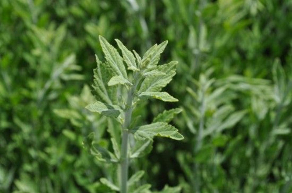 Little Spire Russian Sage Live Plant - Perovskia - Live Plant - Gallon Pot Little Spire Russian Sage Live Plant - Perovskia - Live Plant - Gallon Pot