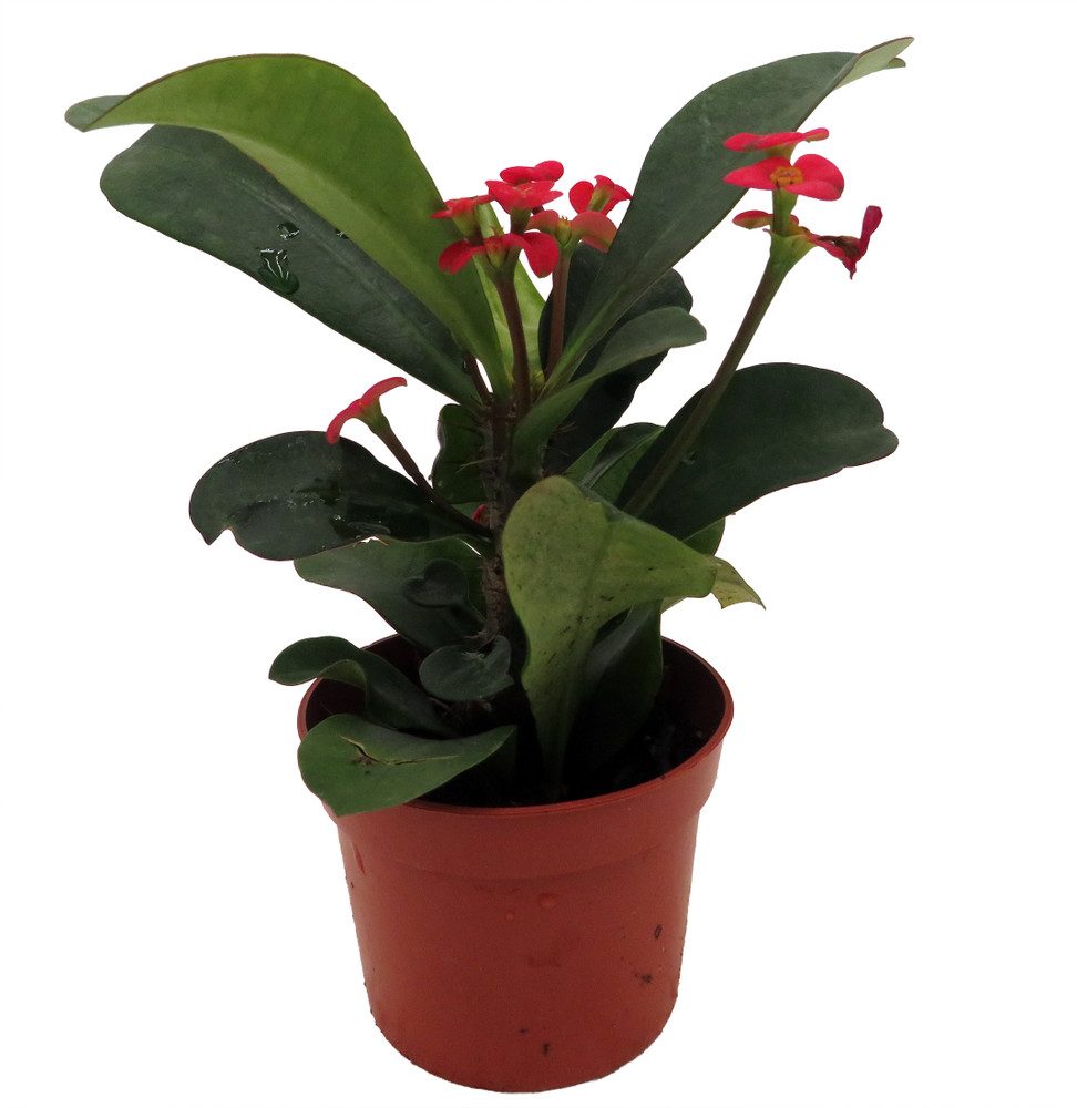 Karola Crown of Thorns Plant - Red Blooms - Euphorbia - 2.5" Pot