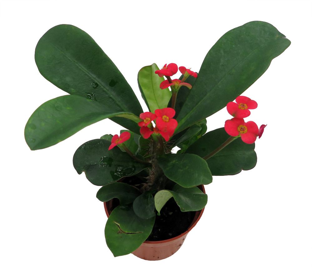 Karola Crown of Thorns Plant - Red Blooms - Euphorbia - 2.5" Pot