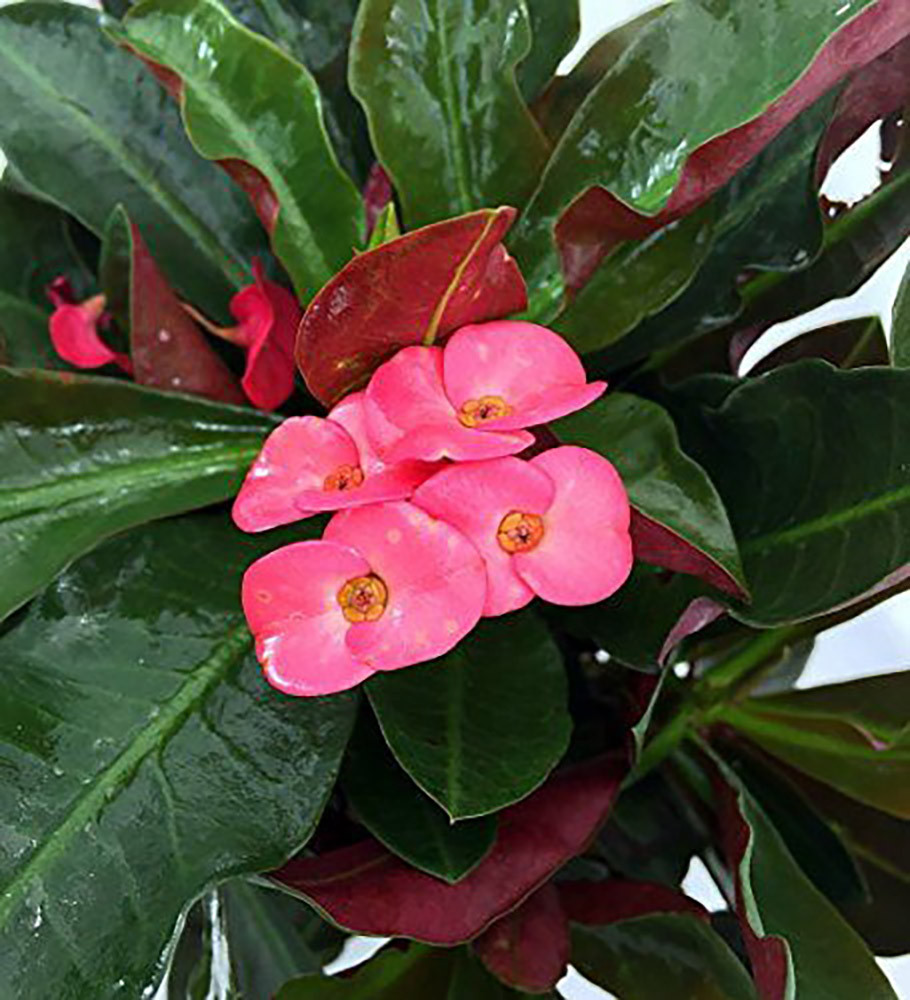 Zeus Crown of Thorns Plant - Dark Leaves/Pink Blooms - Euphorbia - 2.5" Pot