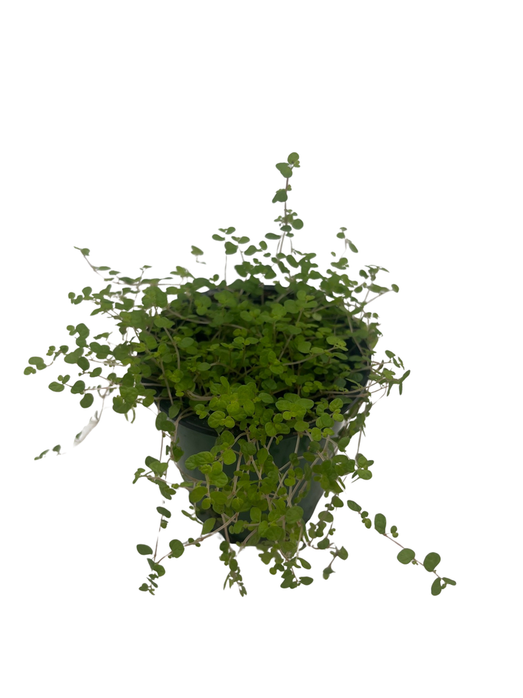 Baby Tears Plant - 3.5" Pot - Helxine - Terrarium/Fairy Garden