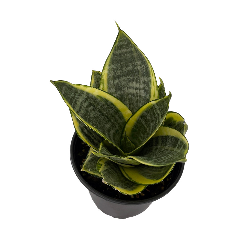 Golden Hahnii Birdsnest Snake Plant -Sanseveria-Almost Impossible to Kill-4" Pot