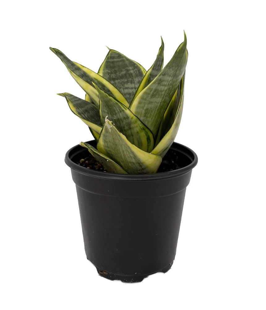 Golden Hahnii Birdsnest Snake Plant -Sanseveria-Almost Impossible to Kill-4" Pot