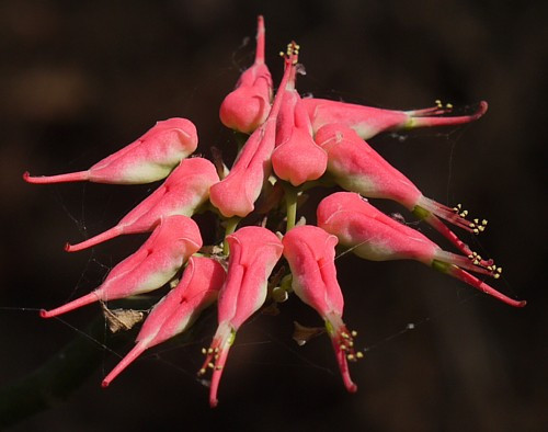 Devil's Backbone Plant - Pedilanthus - Red Bird Zig Zag Cactus - 4" Pot