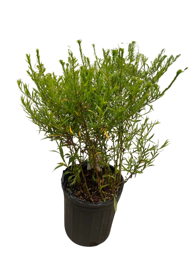 Wood's Pink Aster - Fall Blooming Perennial - Gallon Pot
