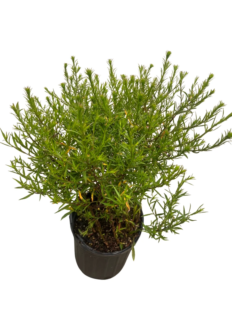 Wood's Pink Aster - Fall Blooming Perennial - Gallon Pot